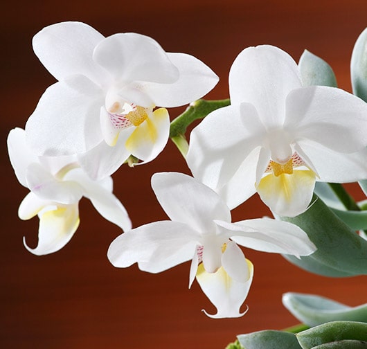 Immer wieder neue Sorten an Orchideen entdecken!